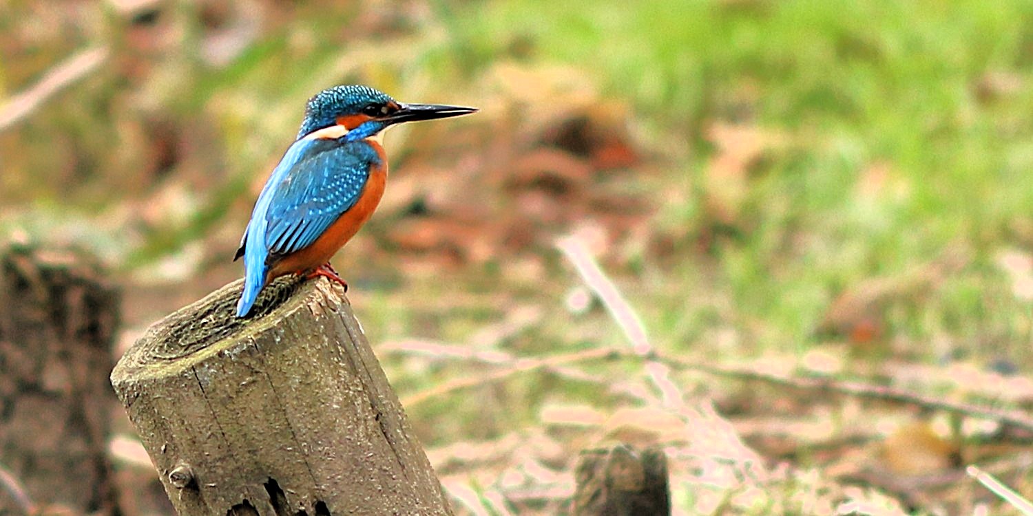 Eisvogel (Alcedo atthis) - Foto: Falk Bruder