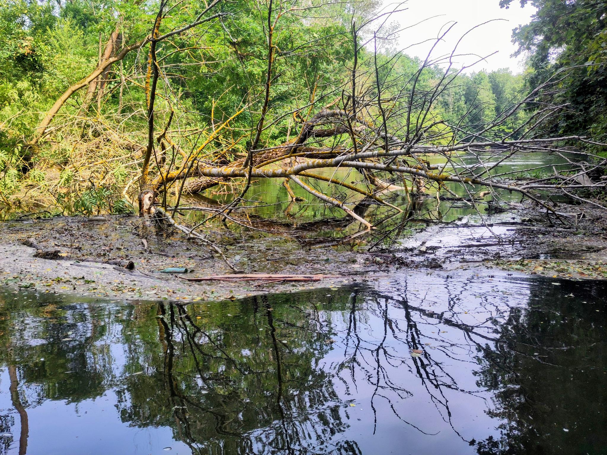 Weiße Elster: Baumhindernis stromauf vom Wehr Großzschocher