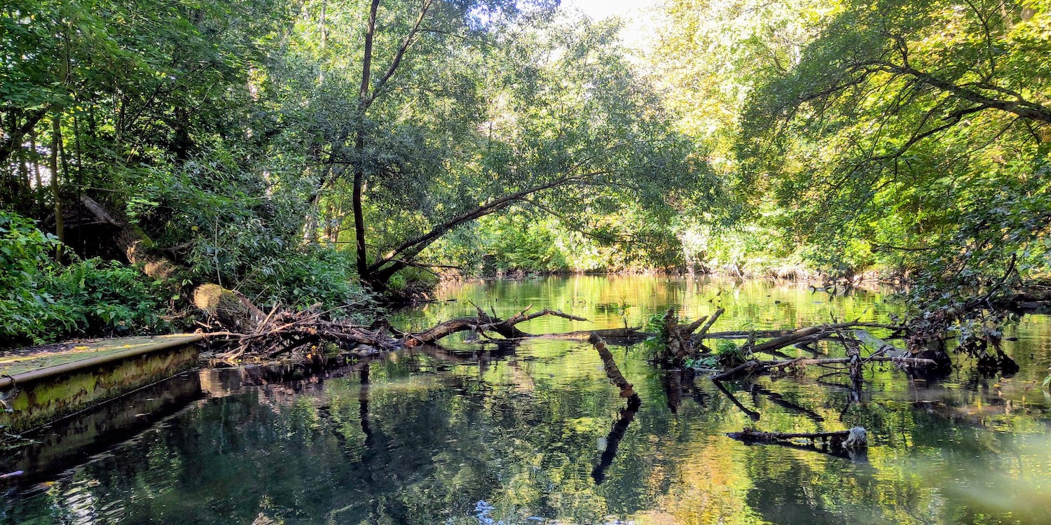 Elstermühlgraben: Baumhindernisse flussab des Olympiastützpunkts | Foto: Falk Bruder